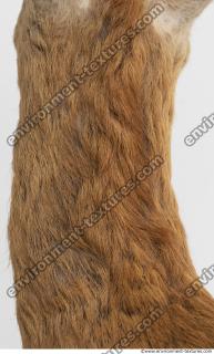 Photo Textures of Animal Skin